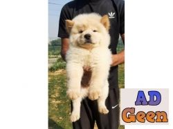 used All dog breeds for sale 